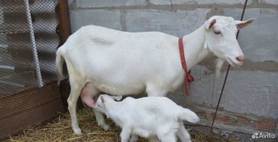 Заанская коза и 2 козлёнка купить на Зозу.ру - фотография № 1