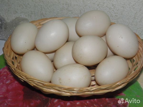 Яйцо индоутки, пекинской утки на инкубацию купить на Зозу.ру - фотография № 1