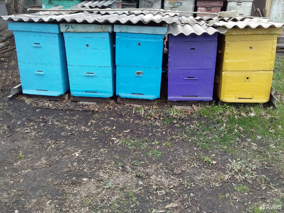 Пчелосемья,ульи и фляги купить на Зозу.ру - фотография № 2
