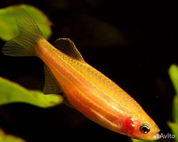 Оранжевая аквариумная рыбка. Данио рерио. Рыбка данио рерио. Данио рерио (Brachydanio rerio). Данио рерио апельсин.