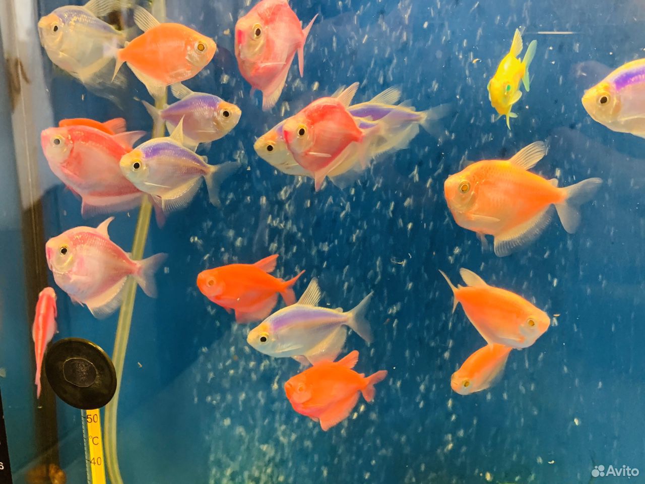 Тернеция рыбка аквариумная купить на Зозу.ру - фотография № 1