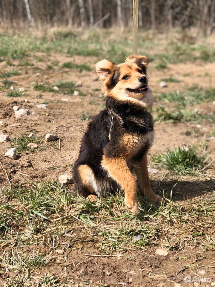 Собака в добрые руки из приюта купить на Зозу.ру - фотография № 9
