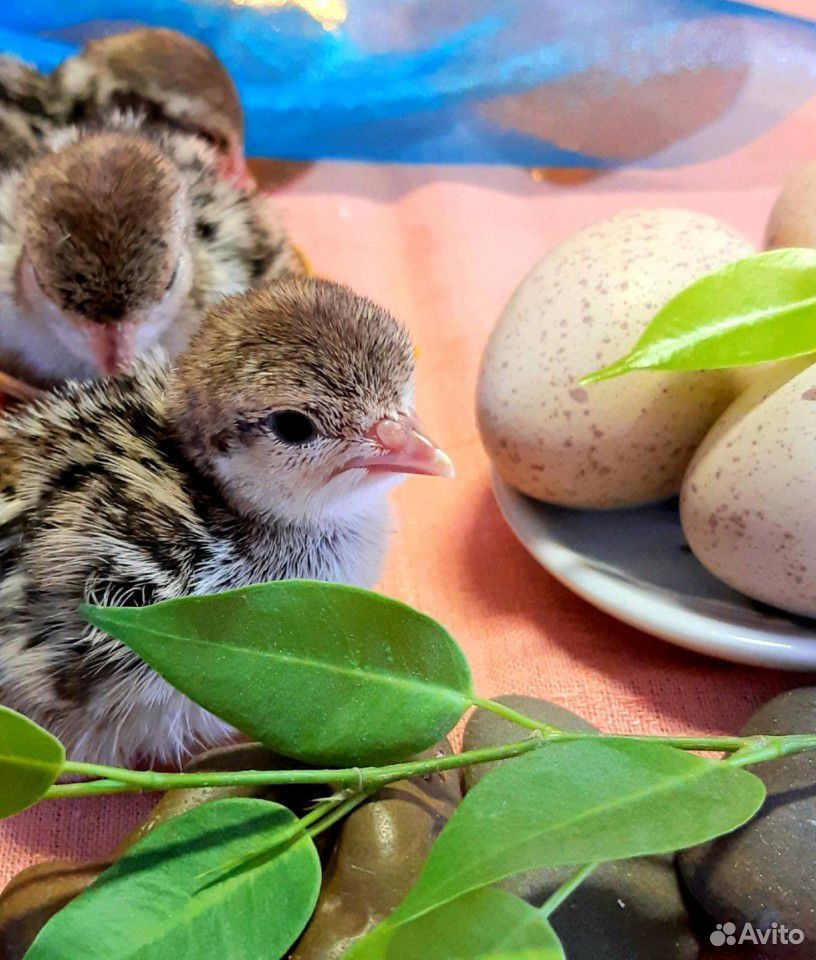 Кеклики, инкубационное яйцо, цыплята купить на Зозу.ру - фотография № 1
