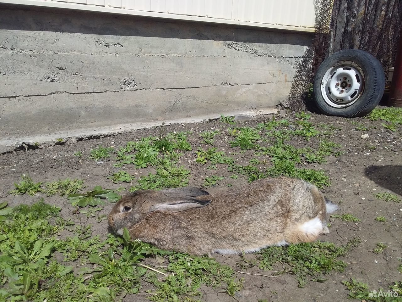 Продаю крупную мясную породу кроликов Фландер купить на Зозу.ру - фотография № 4