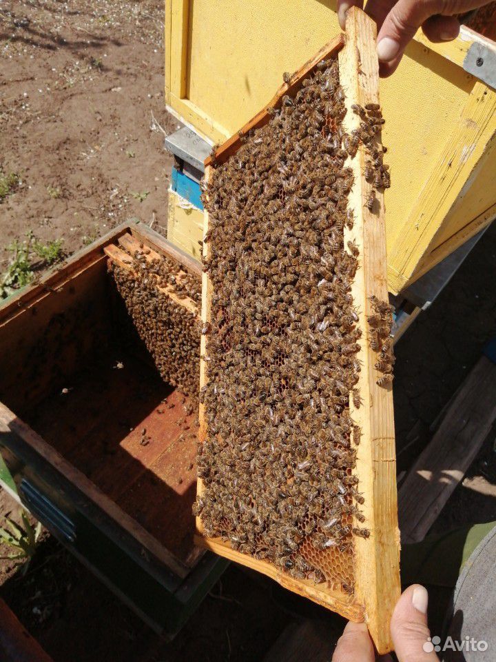 Пчёл-семьи купить на Зозу.ру - фотография № 1