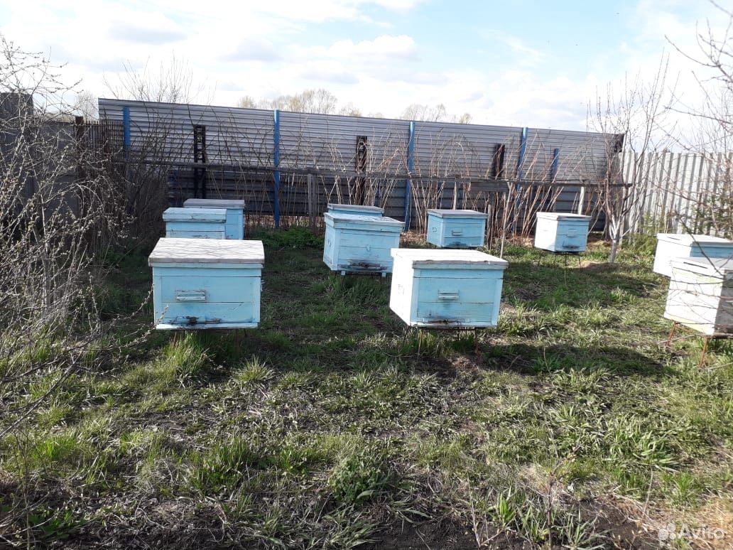 Пчелосемьи, ульи купить на Зозу.ру - фотография № 1