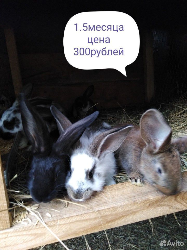 Продам кроликов 1.5-4.0 месячных купить на Зозу.ру - фотография № 7
