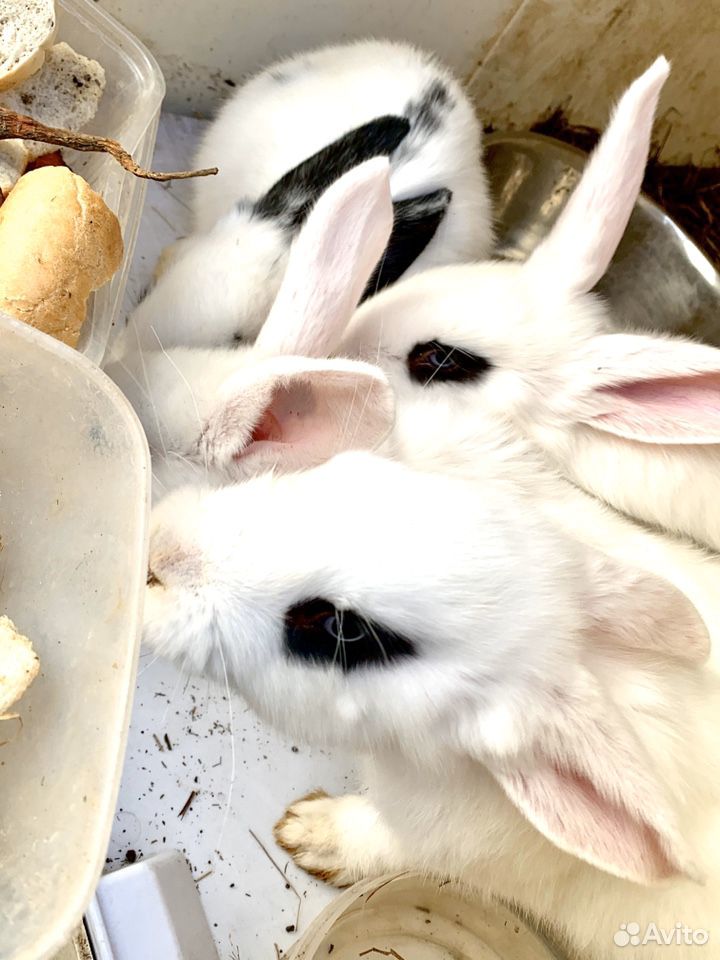 Кролики гиганты купить на Зозу.ру - фотография № 4