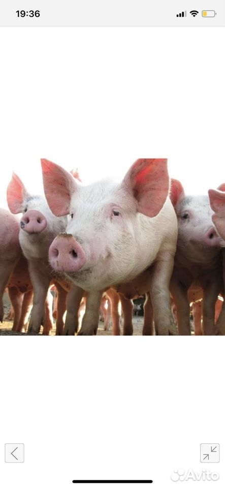 Продам свиней живым весом купить на Зозу.ру - фотография № 1