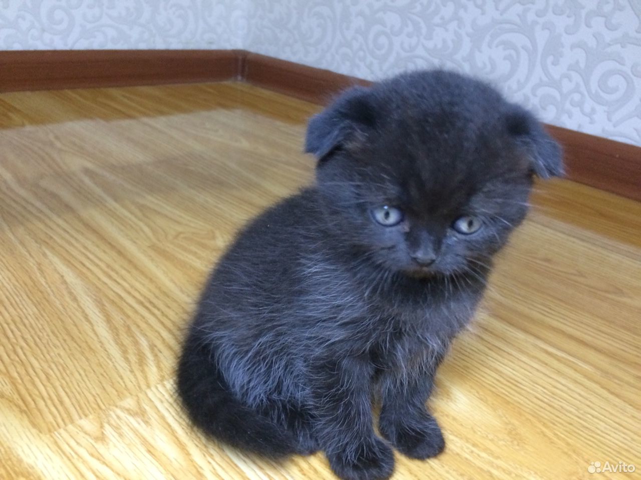 Авито новокузнецк котята. Вислоухая чёрная кошечка.