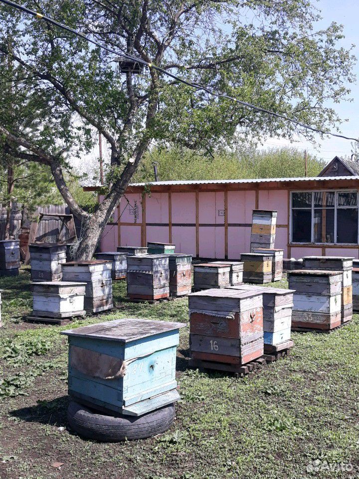 Пчёлосемьи купить на Зозу.ру - фотография № 1