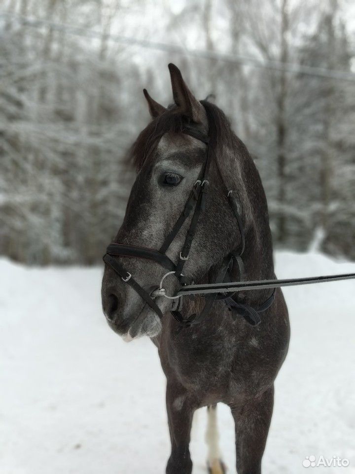 Продам лошадь купить на Зозу.ру - фотография № 8