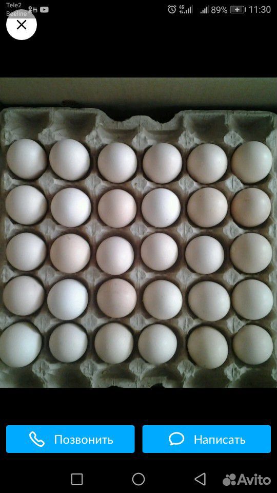 Инкубационное яйцо Арбора Айкрес купить на Зозу.ру - фотография № 1