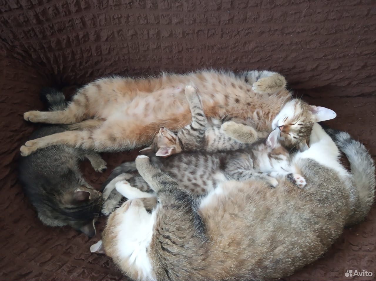 Котята, котики купить на Зозу.ру - фотография № 10