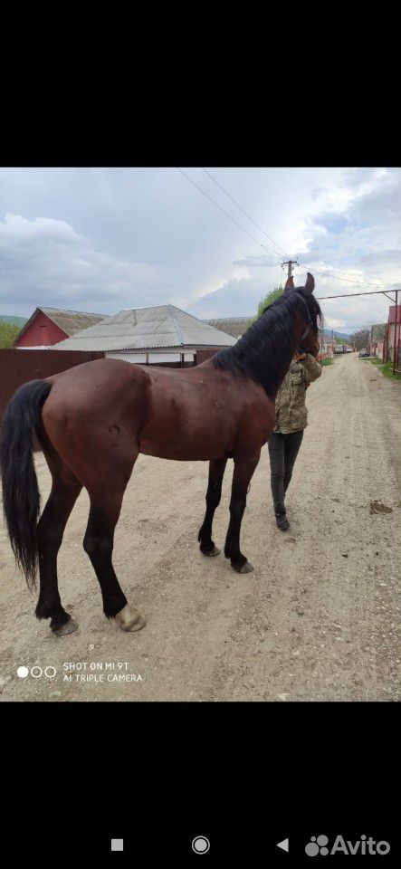 Лошадь Карачаевской породы купить на Зозу.ру - фотография № 6