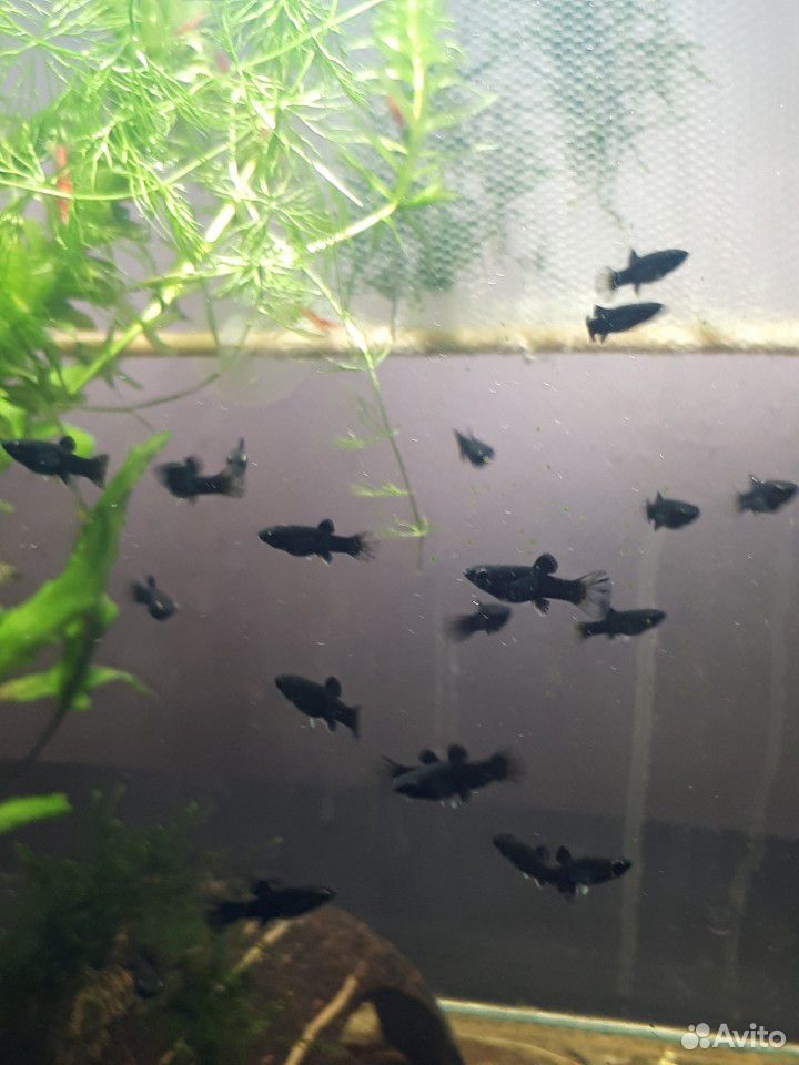 Рыбки в аквариум купить на Зозу.ру - фотография № 3