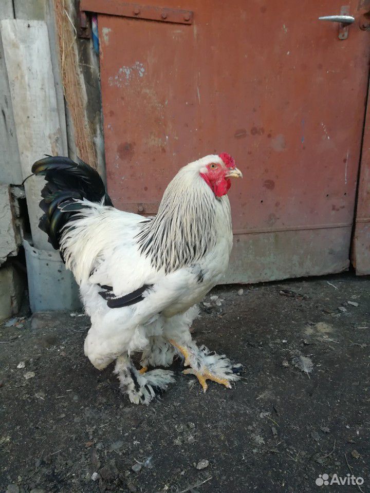 Яйцо, цыплята, куры, петухи купить на Зозу.ру - фотография № 4