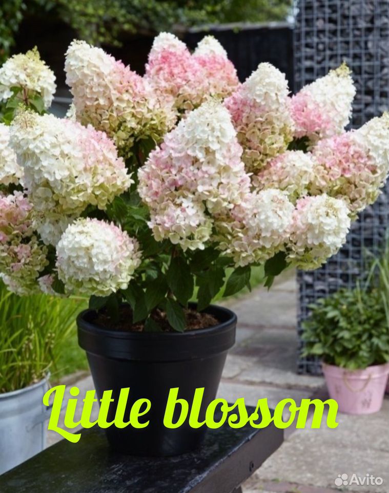Гортензия метельчатая Little Blossom купить на Зозу.ру - фотография № 1