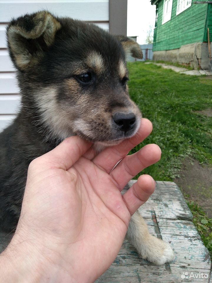 Собачка в добрые руки купить на Зозу.ру - фотография № 5