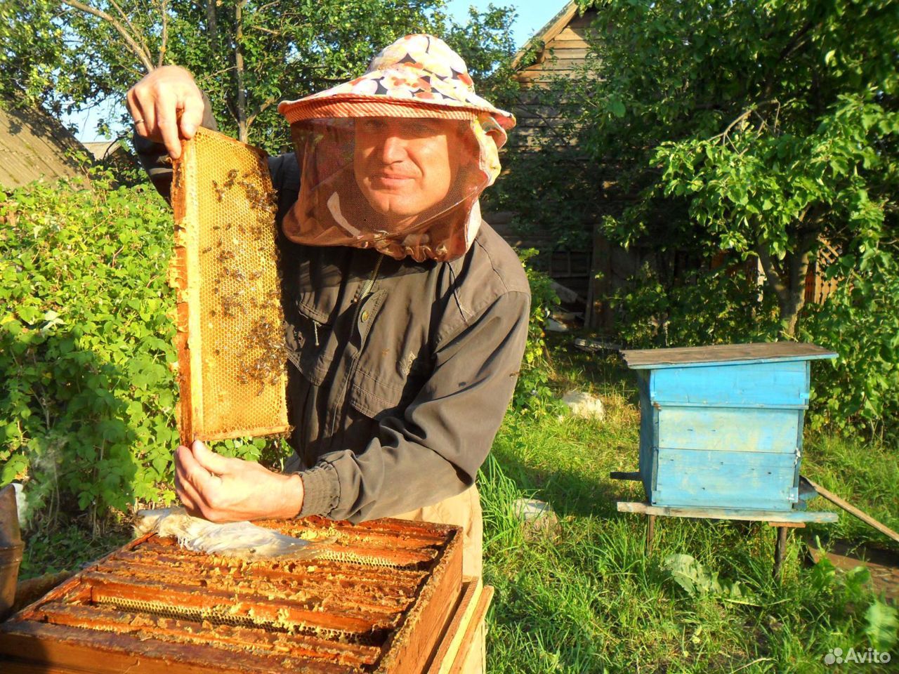 Пчелы,улья купить на Зозу.ру - фотография № 1