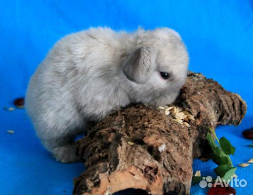 Карликовые крольчата Минилопы купить на Зозу.ру - фотография № 4