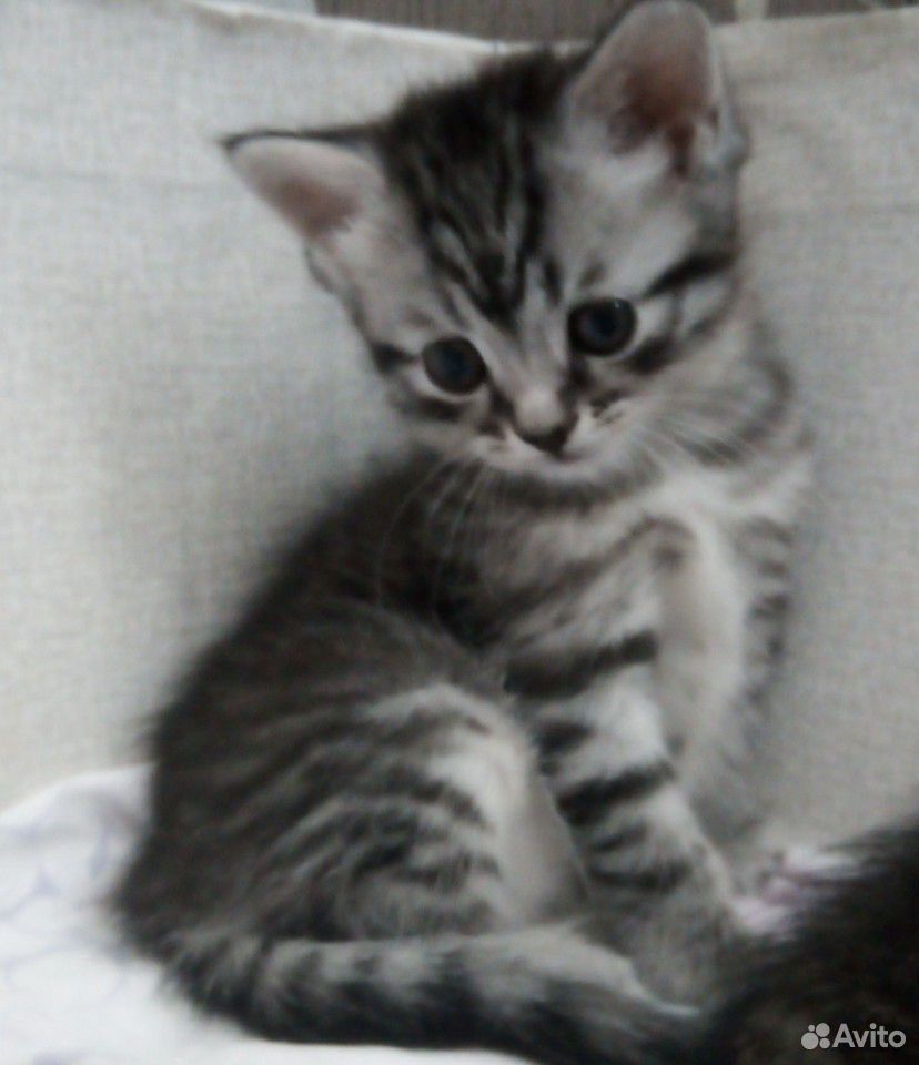 Продам шотландских котят. Котята родились 4 апреля купить на Зозу.ру - фотография № 9