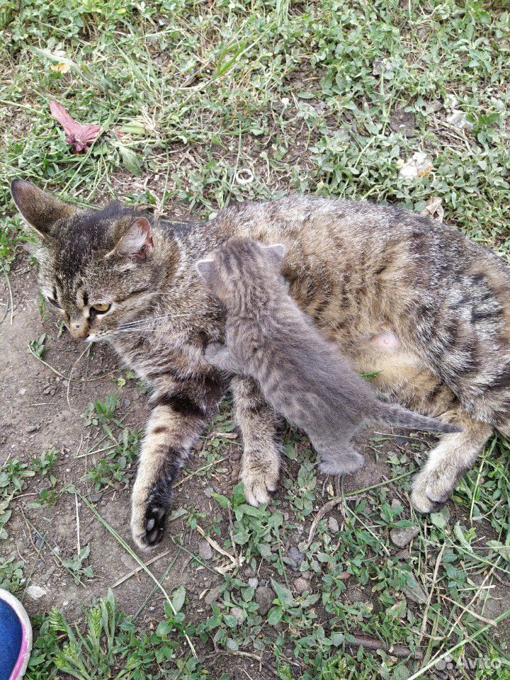 Кошка с котёноком купить на Зозу.ру - фотография № 1