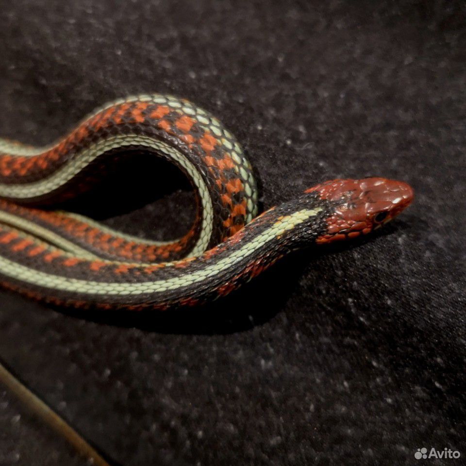 Калифорнийская подвязочная змея купить на Зозу.ру - фотография № 2