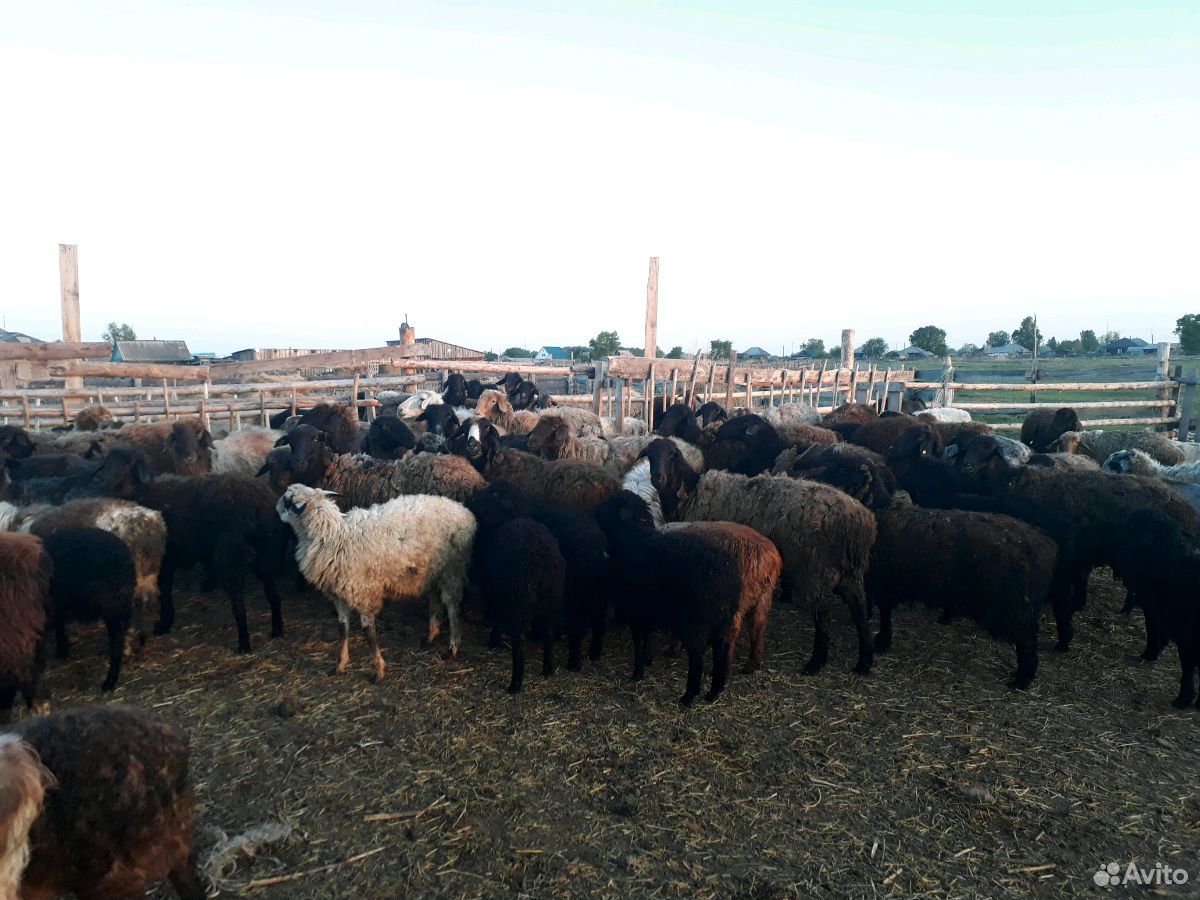 Курдючные овцы 96шт купить на Зозу.ру - фотография № 2