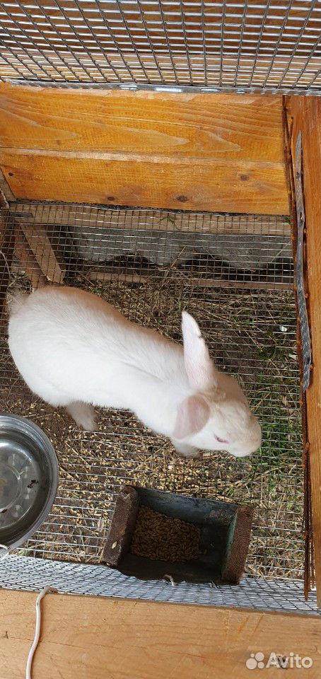 Кролик белый панон купить на Зозу.ру - фотография № 3