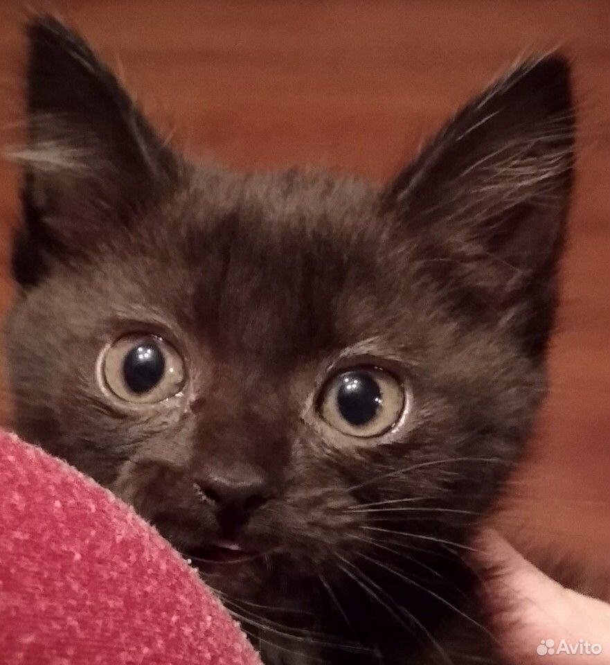 дымчатый европейская короткошерстная кошка. вольск улица революционная. котята в добрые руки. кошки вольск. кошки вольск.