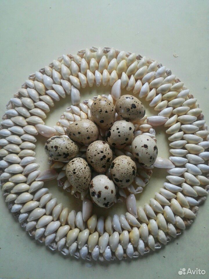 Яйца перепелов домашние купить на Зозу.ру - фотография № 1