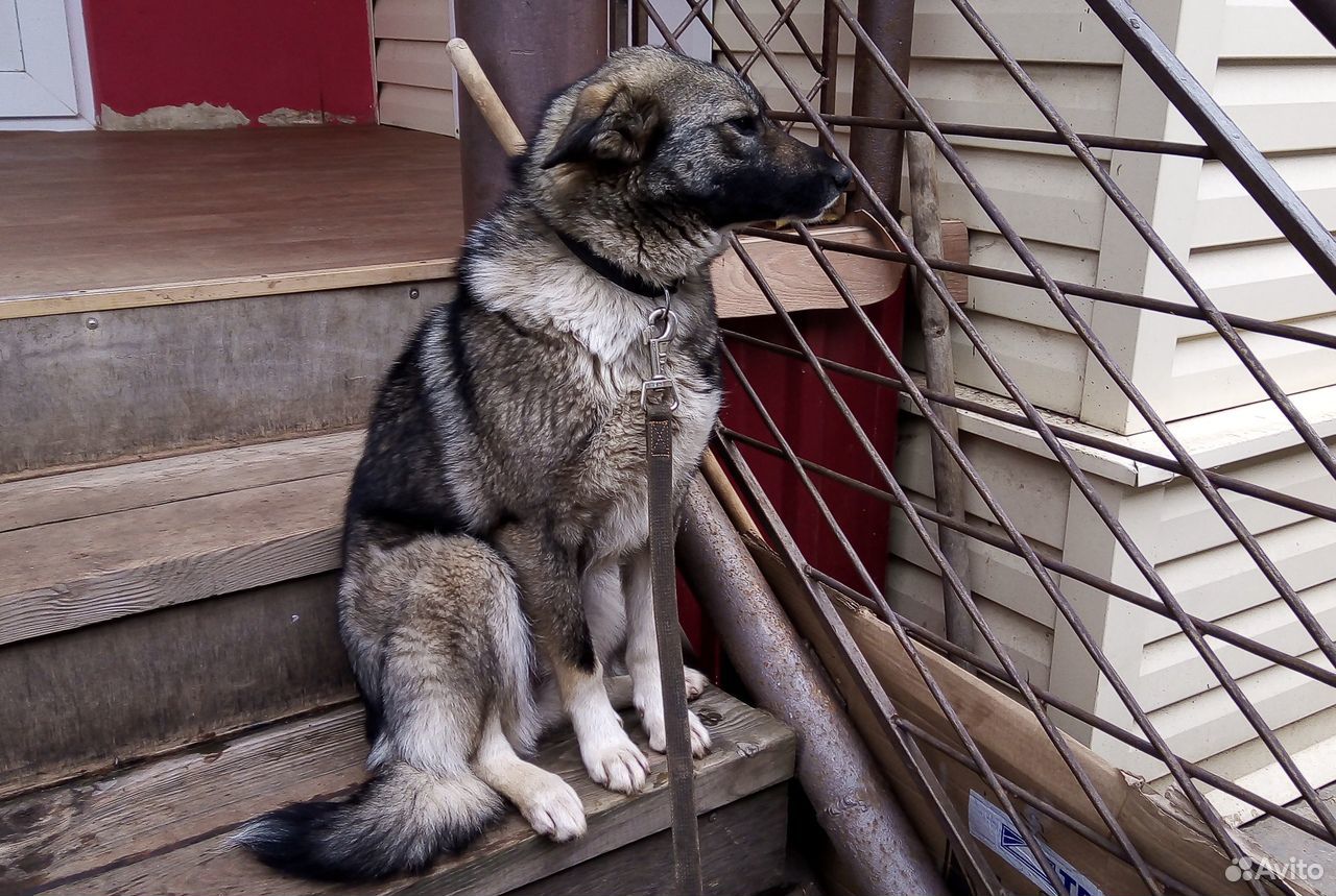 Чудесная собака в добрые руки купить на Зозу.ру - фотография № 5