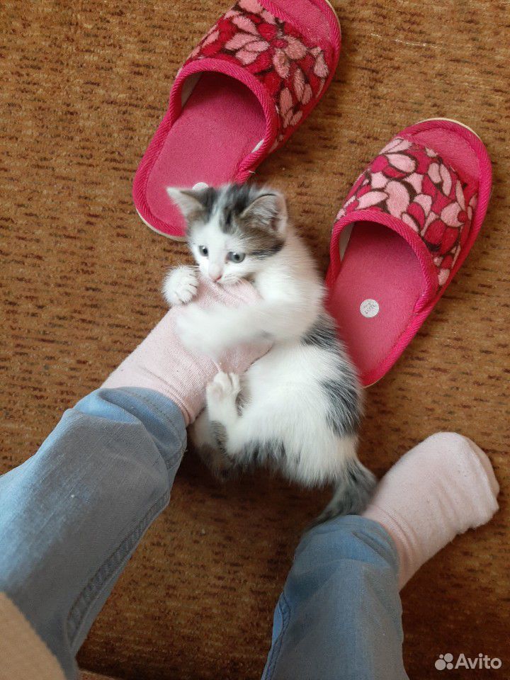 Мальчик котенок купить на Зозу.ру - фотография № 7