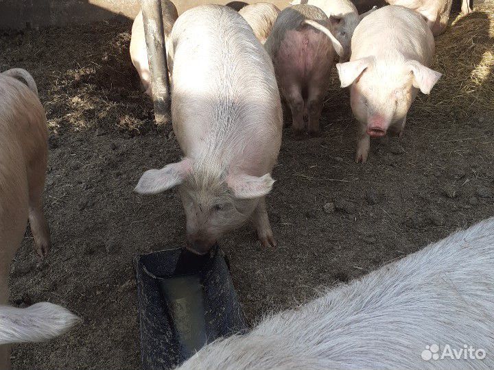 Свиньи за 100 кг купить на Зозу.ру - фотография № 1