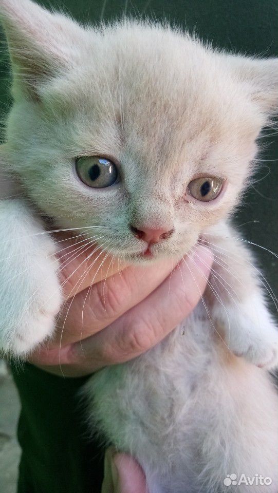 Отдам в добрые руки котят от британской кошки купить на Зозу.ру - фотография № 5