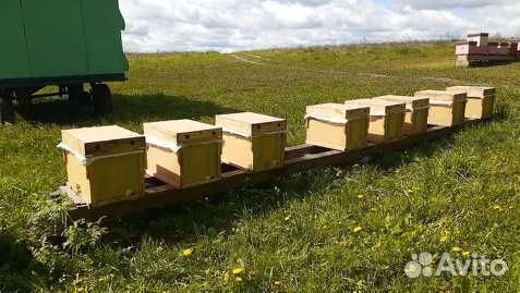 Доставка пчелопакетов, пчела карпатка купить на Зозу.ру - фотография № 1