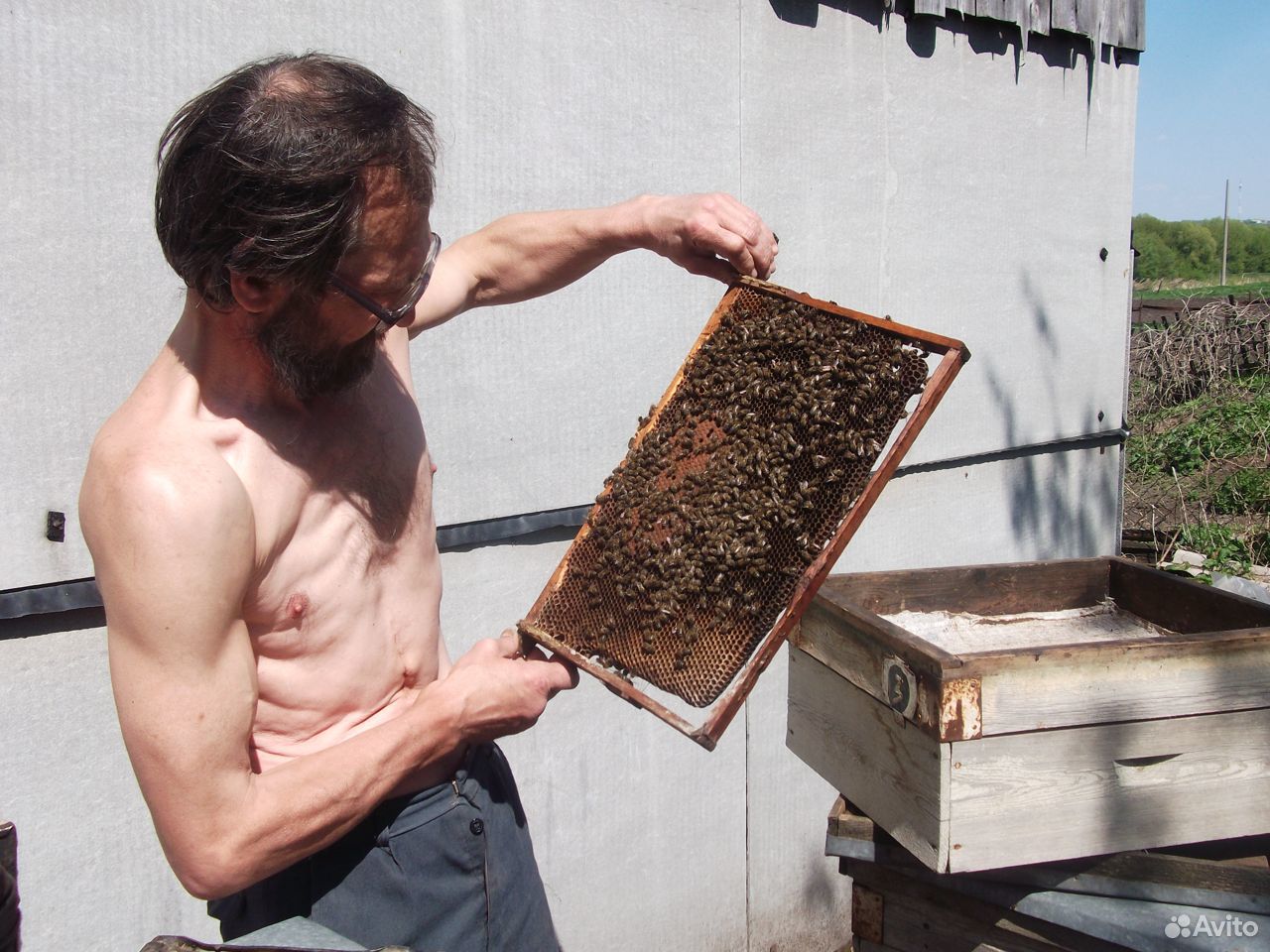 Продам пчёл на высадку купить на Зозу.ру - фотография № 1