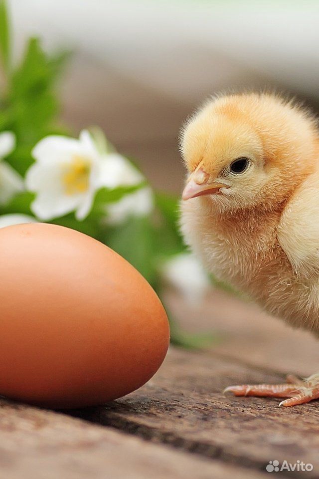 Инкубацонные яйца кур купить на Зозу.ру - фотография № 1