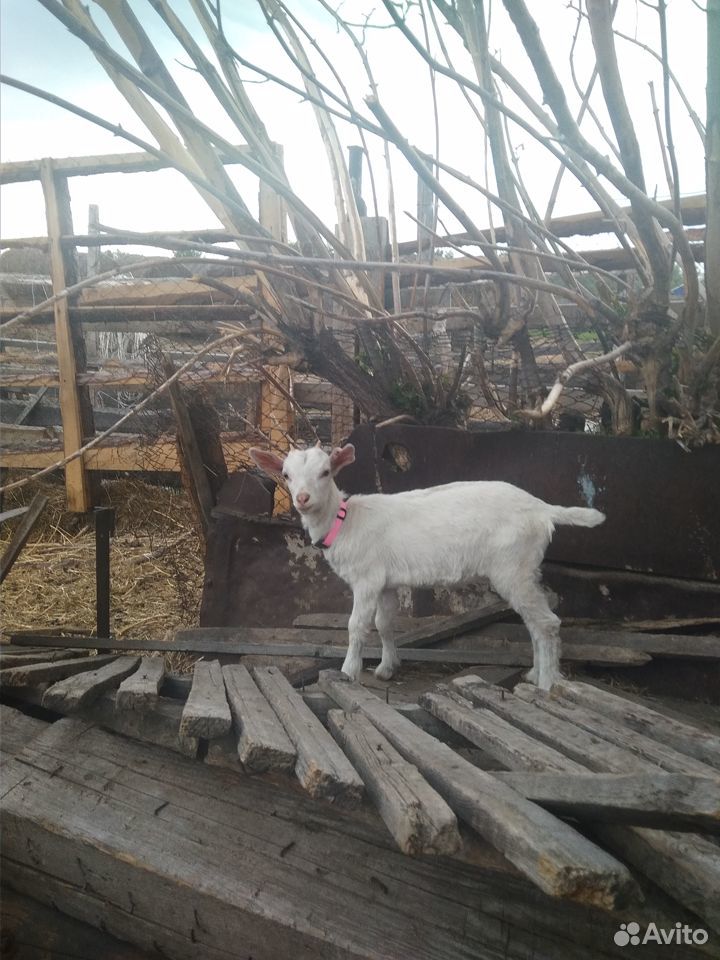 Продам 2 козы с козлятами купить на Зозу.ру - фотография № 1