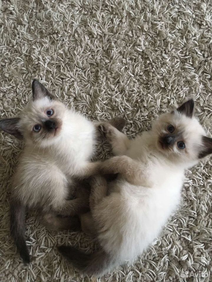 Сиамские котята новосибирск. Сиамские котята. Кошки маленькие породистые сиамские. Сиамские котята новосибирск. Сиамские котята новосибирск.