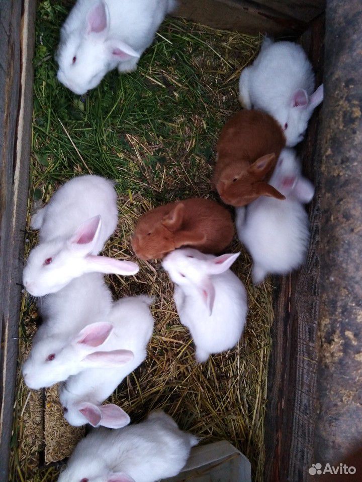 Кролики разных возростов купить на Зозу.ру - фотография № 3