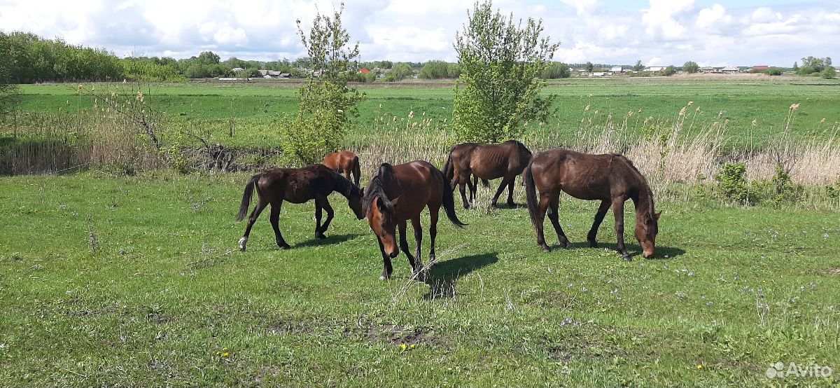 Лошади рысистых пород купить на Зозу.ру - фотография № 2