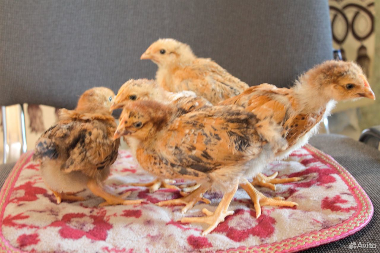Продам цыплят породы кучинская юбилейная купить на Зозу.ру - фотография № 1