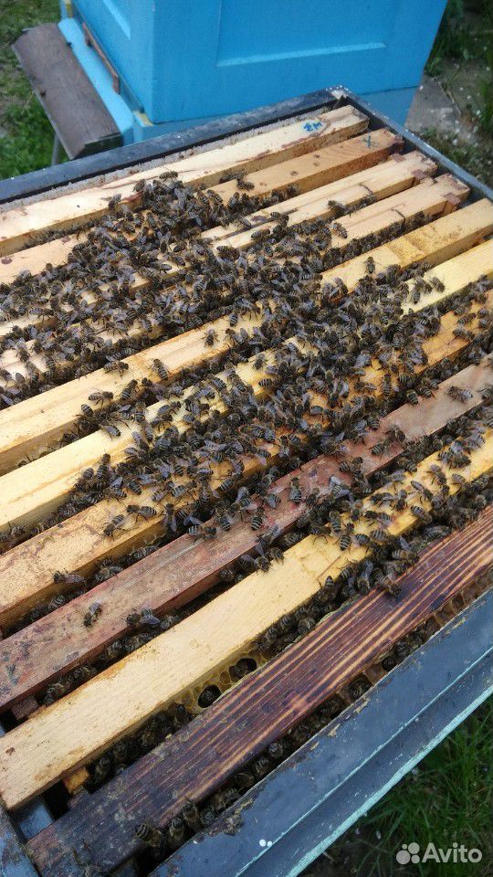 Доставка пчелопакетов, пчела карпатка купить на Зозу.ру - фотография № 2