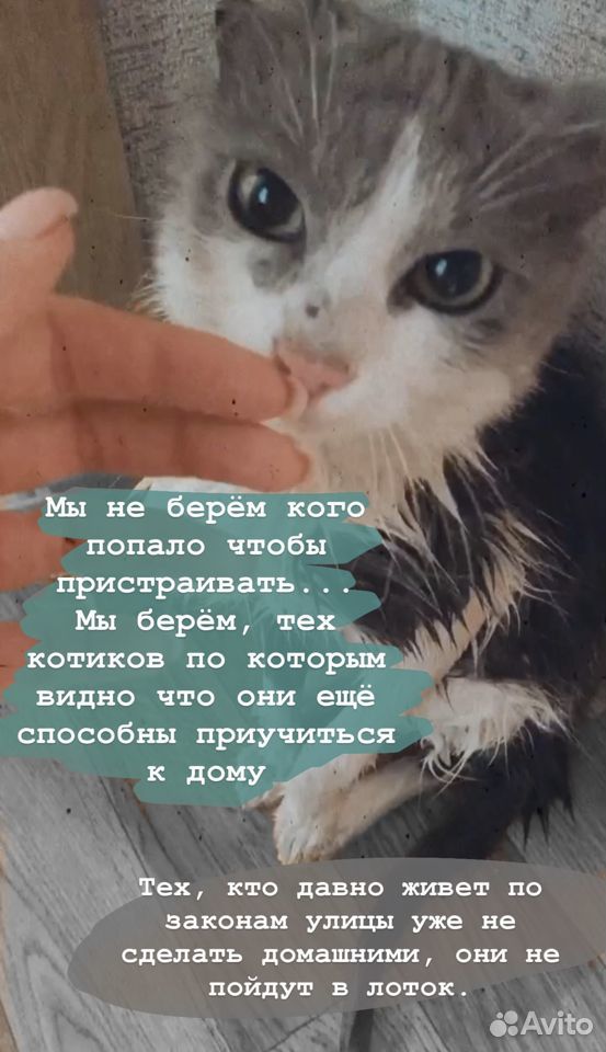 Молодой котик ищет дом купить на Зозу.ру - фотография № 3
