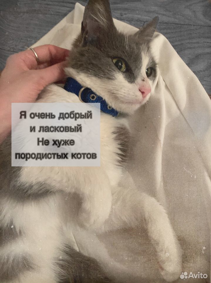 Молодой котик ищет дом купить на Зозу.ру - фотография № 5