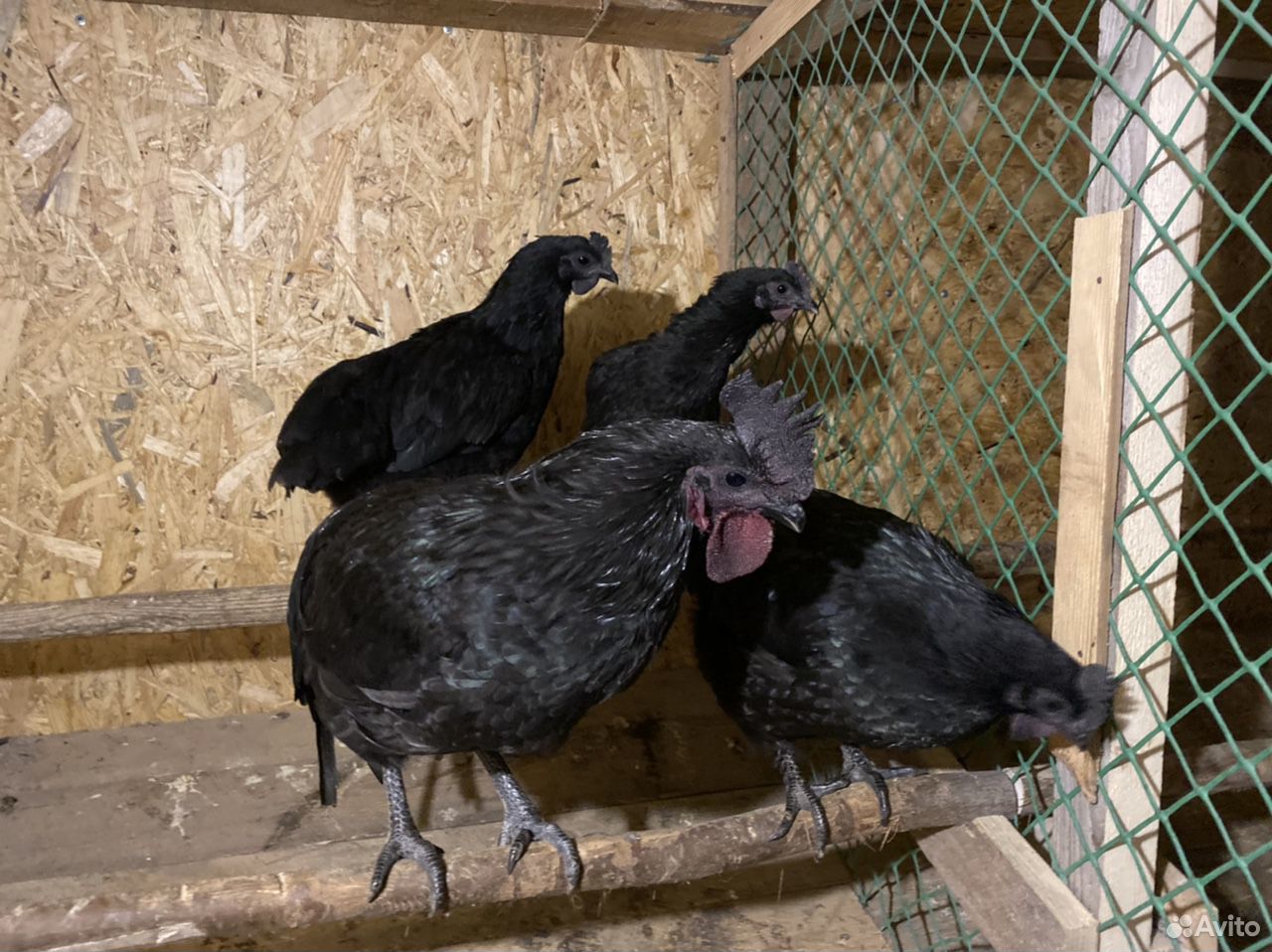 Цыплята,инкубационные яйца купить на Зозу.ру - фотография № 1