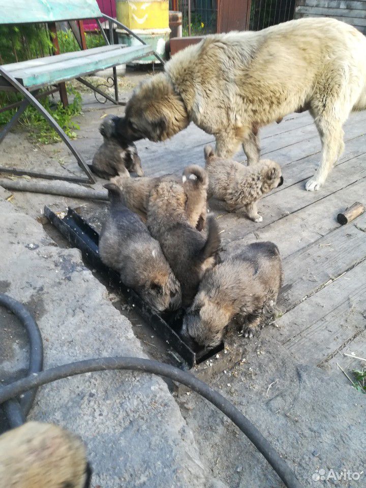 Продаются щенки кавказской овчарки купить на Зозу.ру - фотография № 5