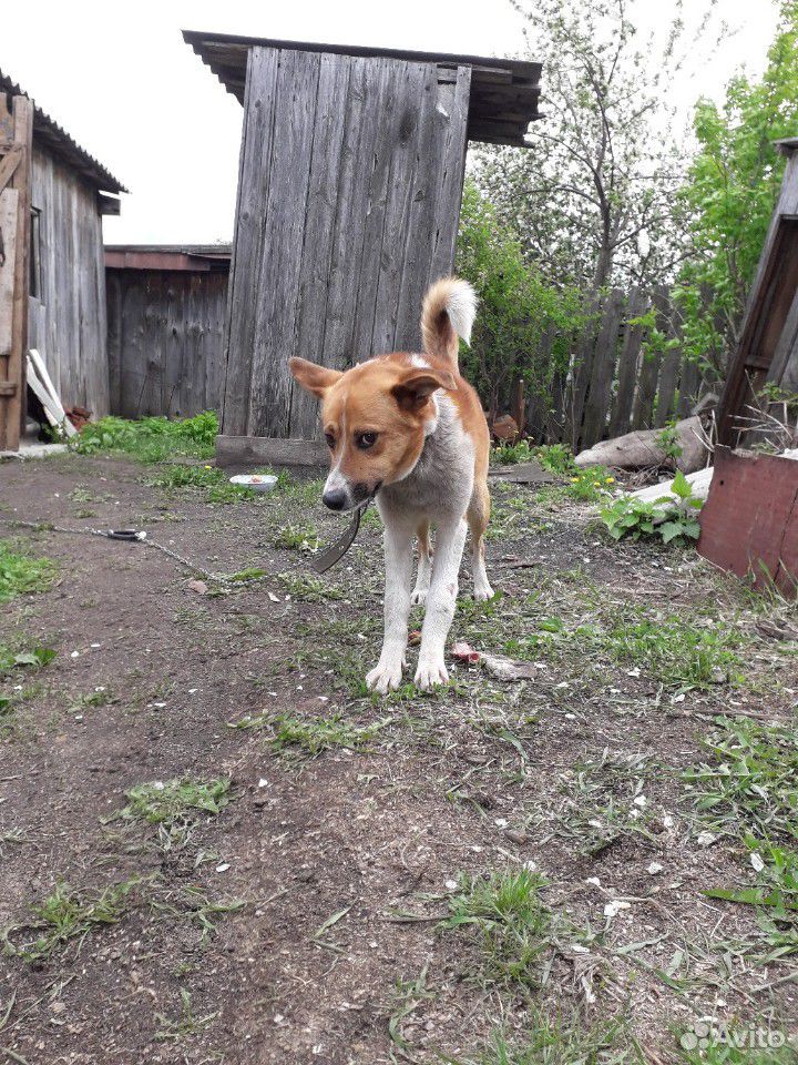 Молодой пёс Огонёк купить на Зозу.ру - фотография № 1